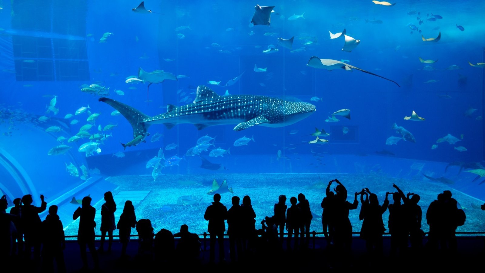 Okinawa,Aquarium